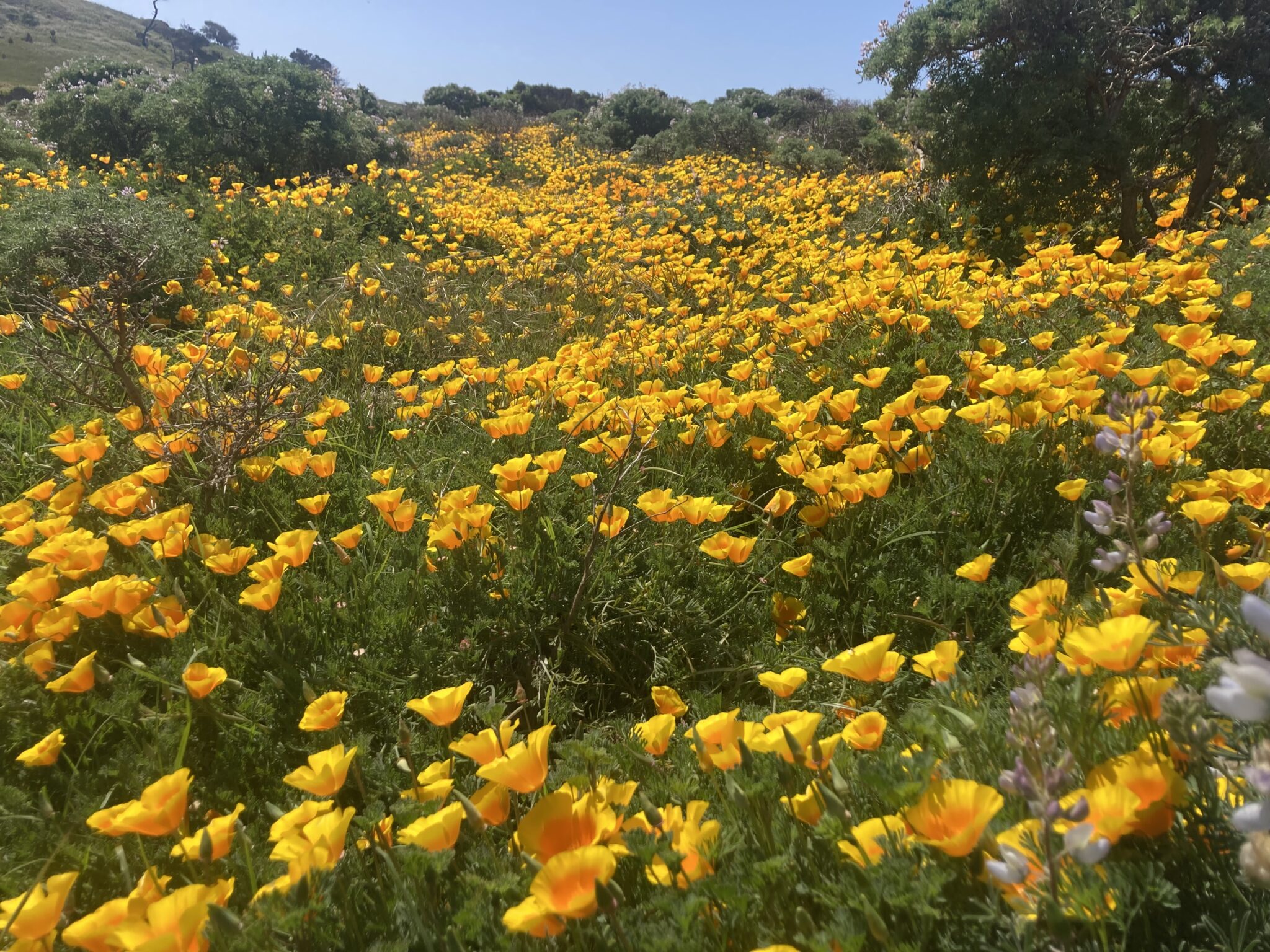 a field of coastal California poppies