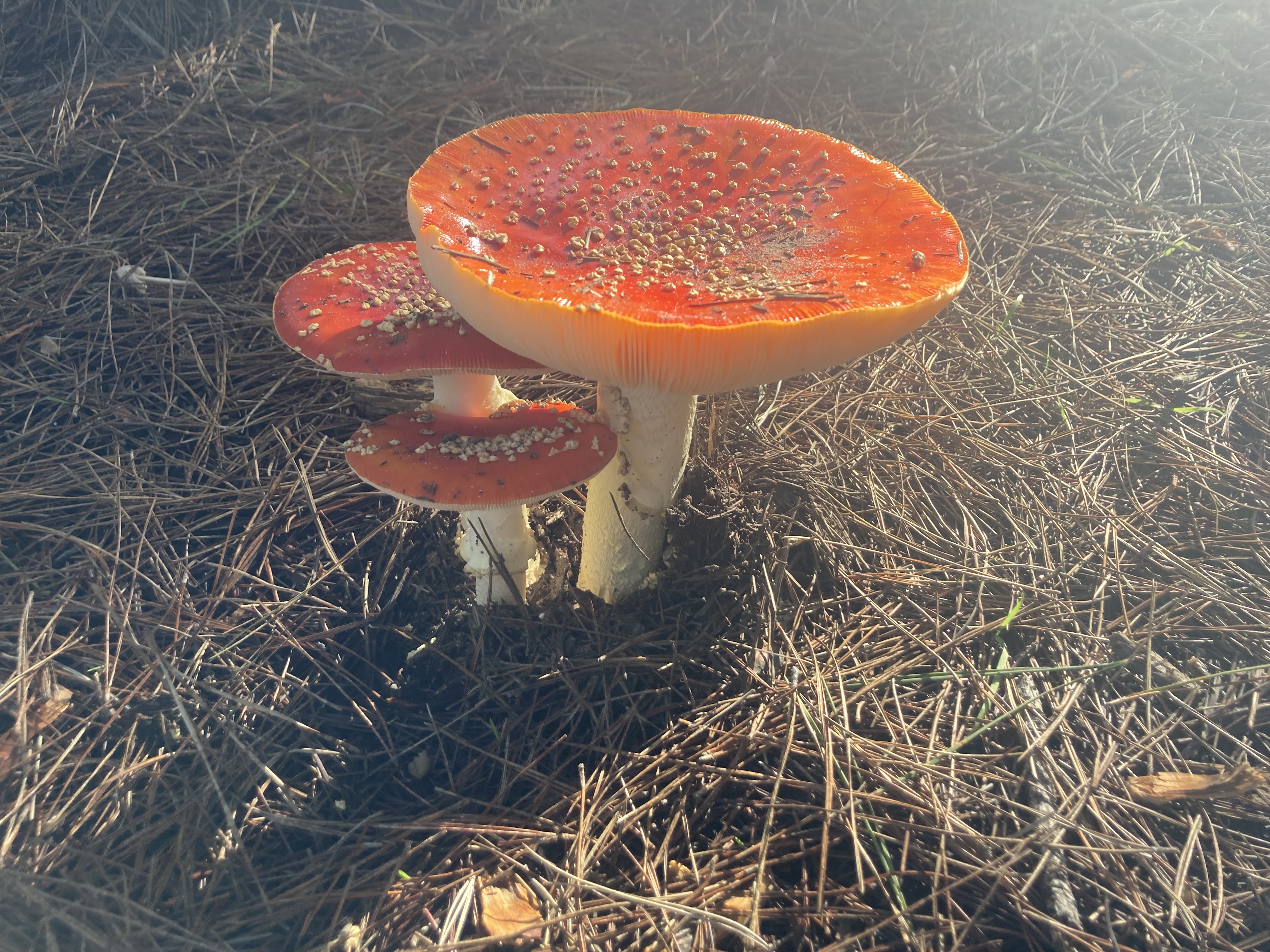 three fly agaric mushrooms