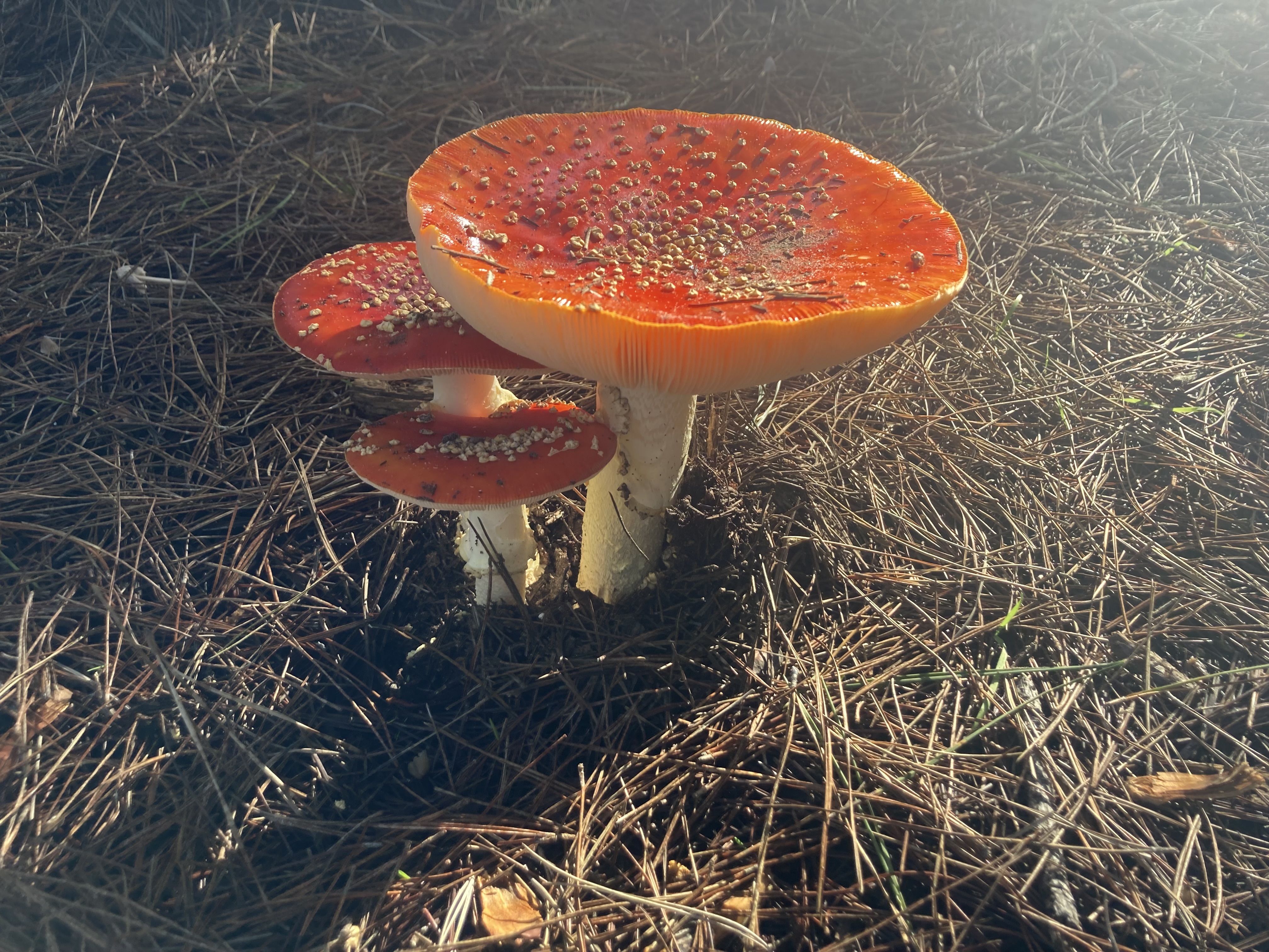 three mushrooms on forest floor