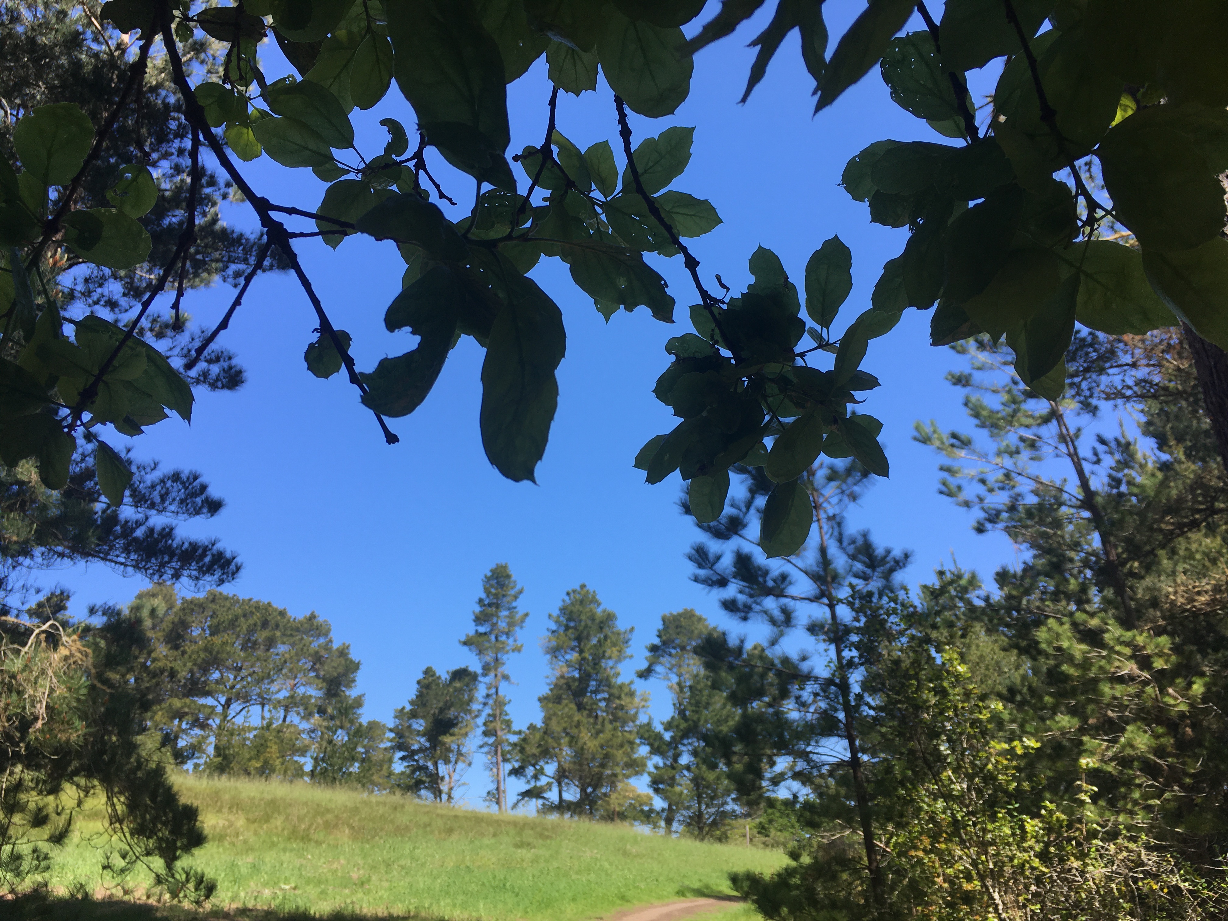 sky through oak leaves