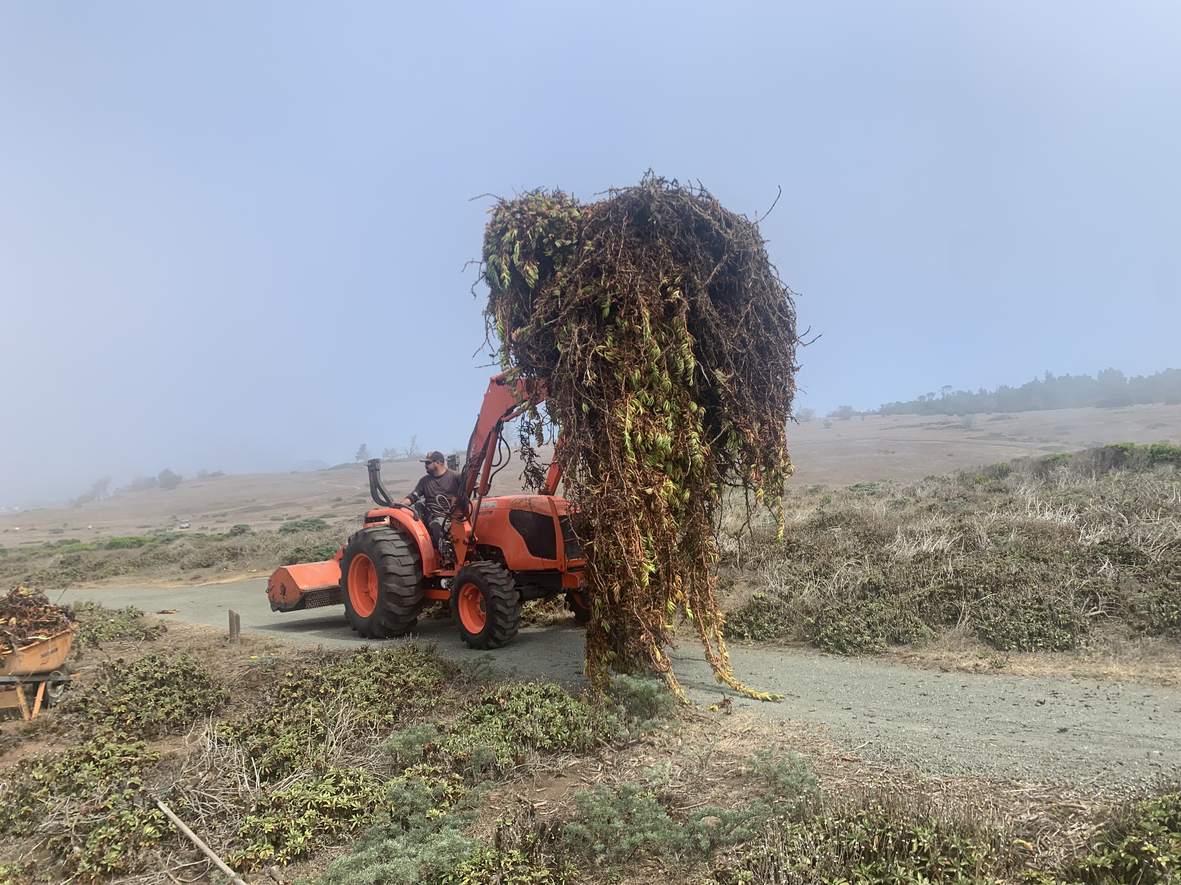 removing ice plant