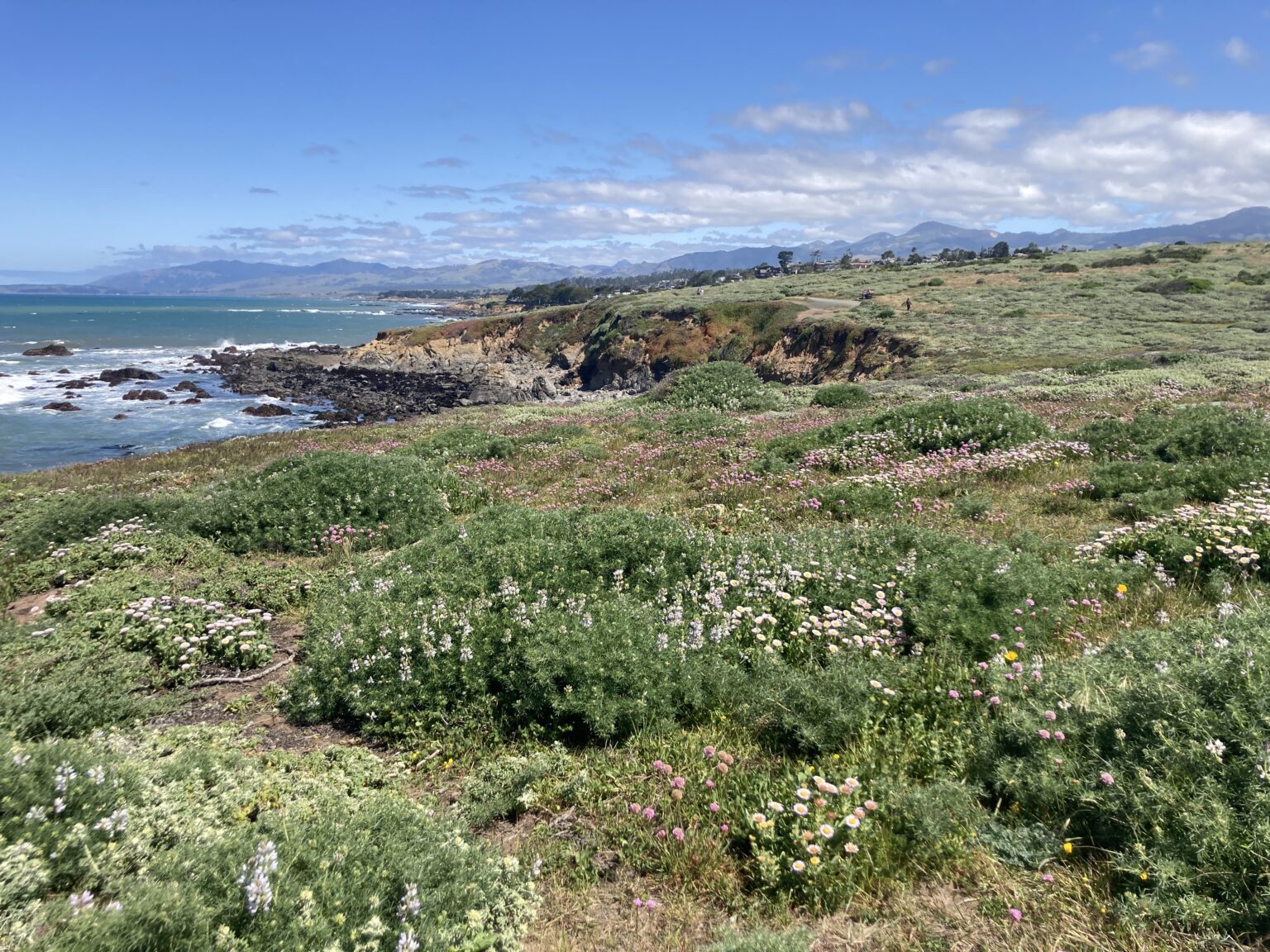 native plants on the bluff