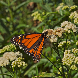 Butterflies