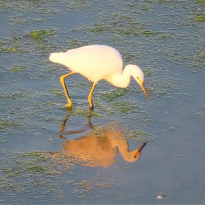 Dinner is Served: The Spring Arrival of Nutrients for the Ecosystem