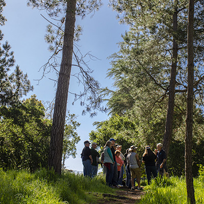 “Forest Bathing” in the Fiscalini Ranch Forest