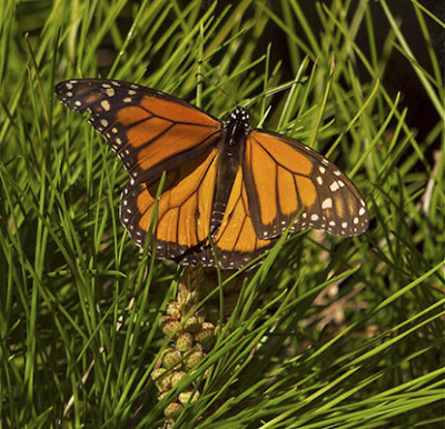 CANCELLED due to condition of trails: Monarch Butterflies-from Clusters, to Caterpillars, to Miracles