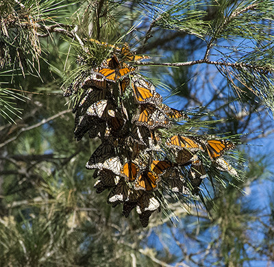Mushrooms, Monarchs & Lichens - Glorious Winter in the Fiscalini Ranch Forest