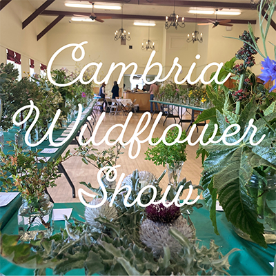 Annual Cambria Wildflower Show