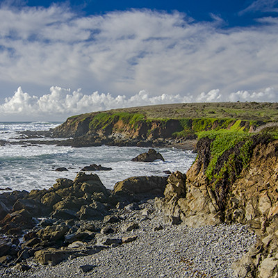 Sea Jellies and Buckwheat