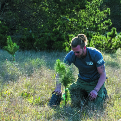 Yes, Our Pinus Radiata Are Important, But ...