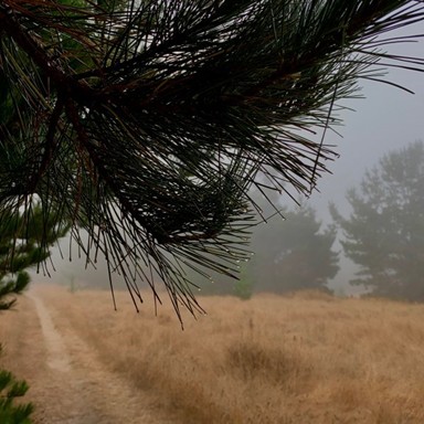 Fog - Mother Nature's Blessing...or a Cambria Summer Bummer?