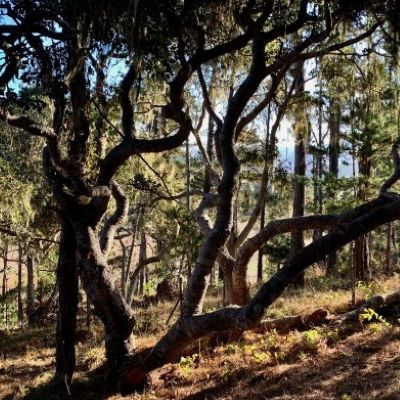 Cancelled - Lives in Darkness and Lives in Light: A Forest Walk on the Fiscalini Ranch Preserve