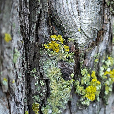 Wow - that's Spanish Moss! - or is it?