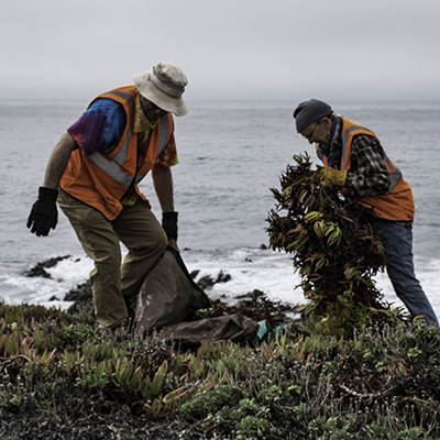 Ice Plant Pulling Party