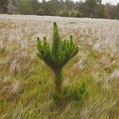 Thanksgiving Weekend Tree Planting