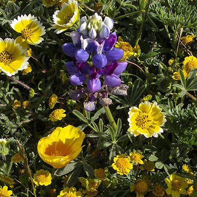 Central Coast Wildflowers in the Fiscalini Ranch Forest