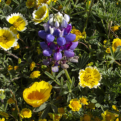 Wildlife & Wildflowers on the Ranch Prairie