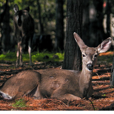 What is Forest Bathing?