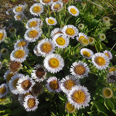 Seasonal wildflowers...food, medicine, or simply beautiful?