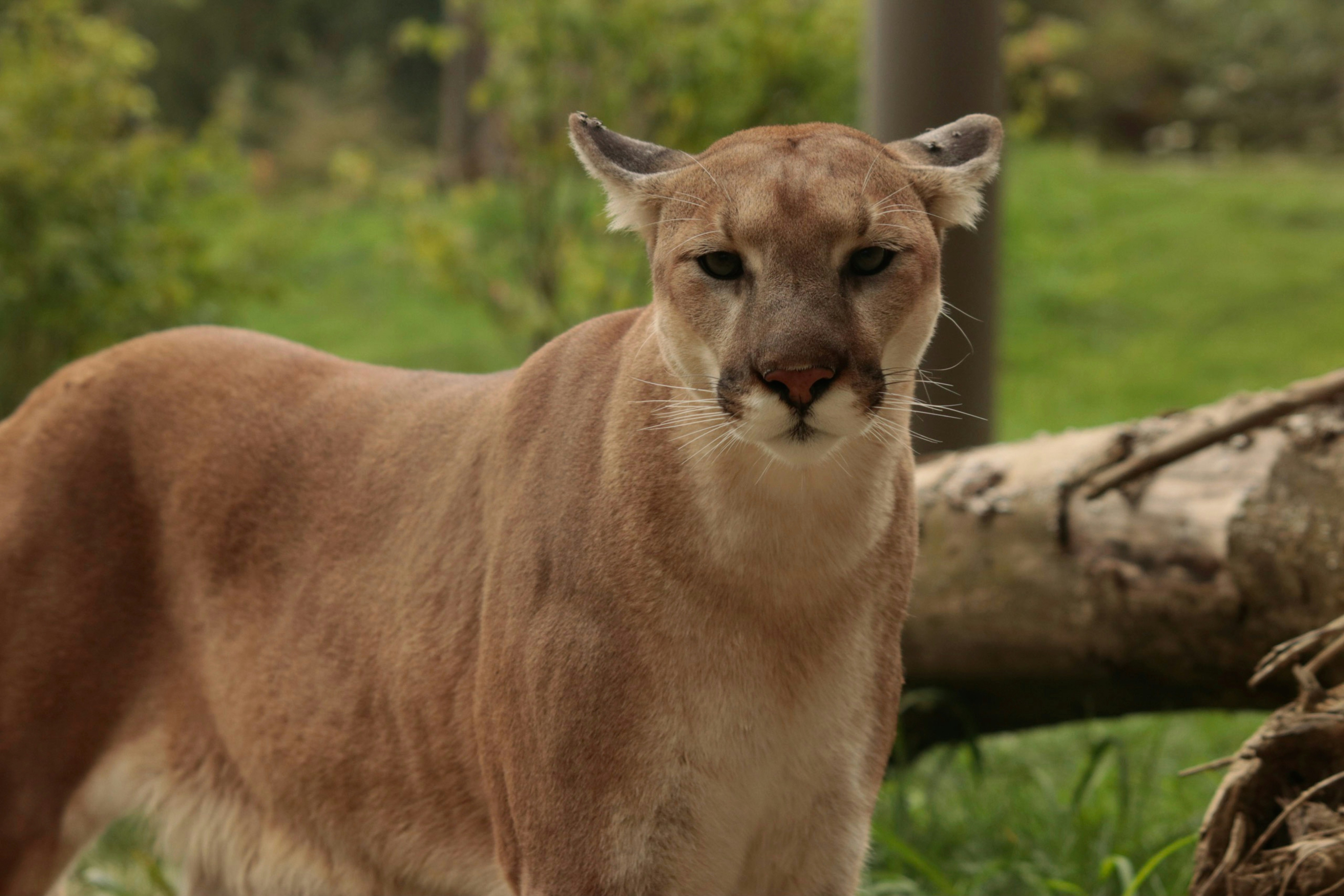 Mountain lion by John Borrelli