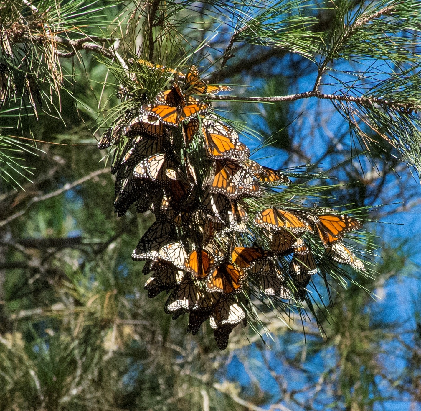 roosting monarchs in a pine tree