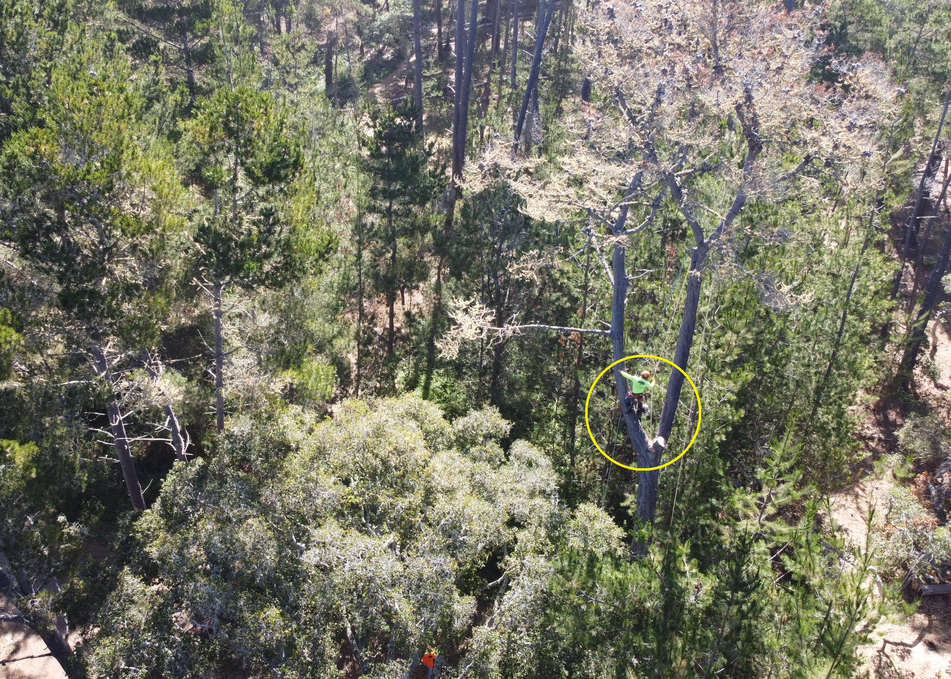 view of forest from drone