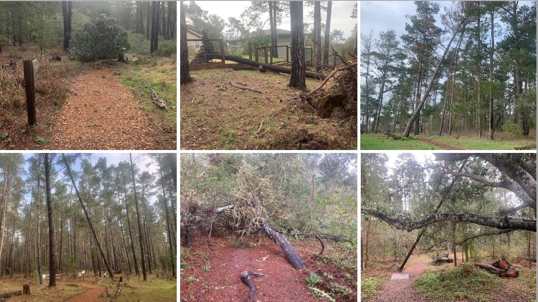 downed trees on the Ranch